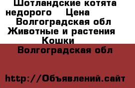 Шотландские котята недорого  › Цена ­ 1 000 - Волгоградская обл. Животные и растения » Кошки   . Волгоградская обл.